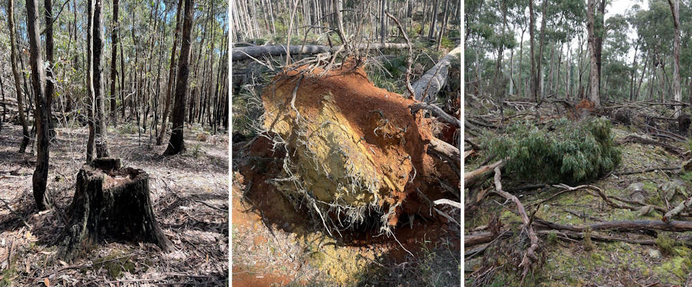 Images of soil damage, forestry and windstorm impacts