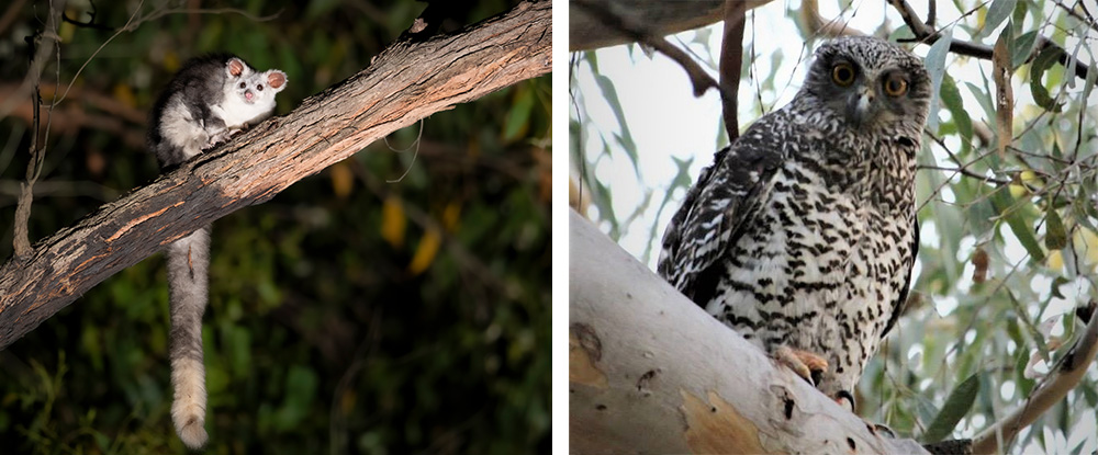 Greater glider and powerful owl