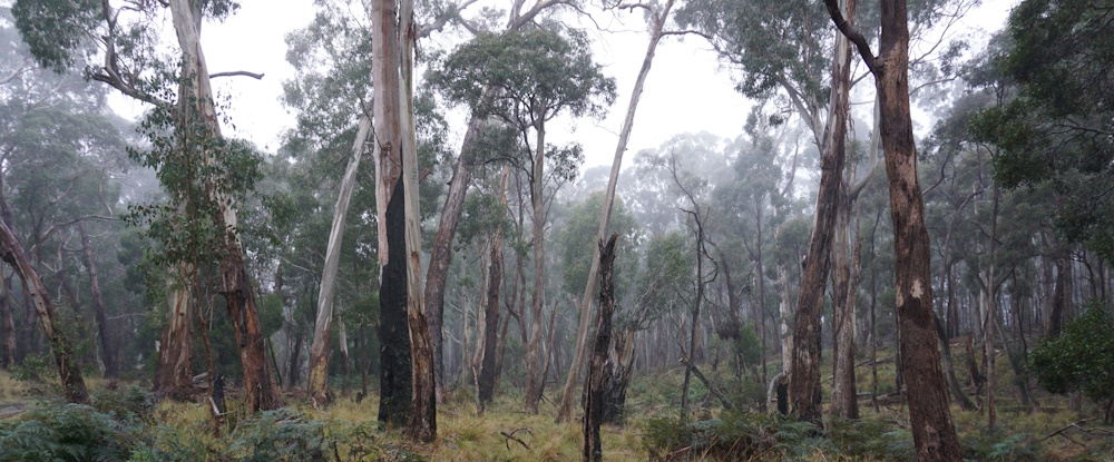 Wombat Forest in the mist