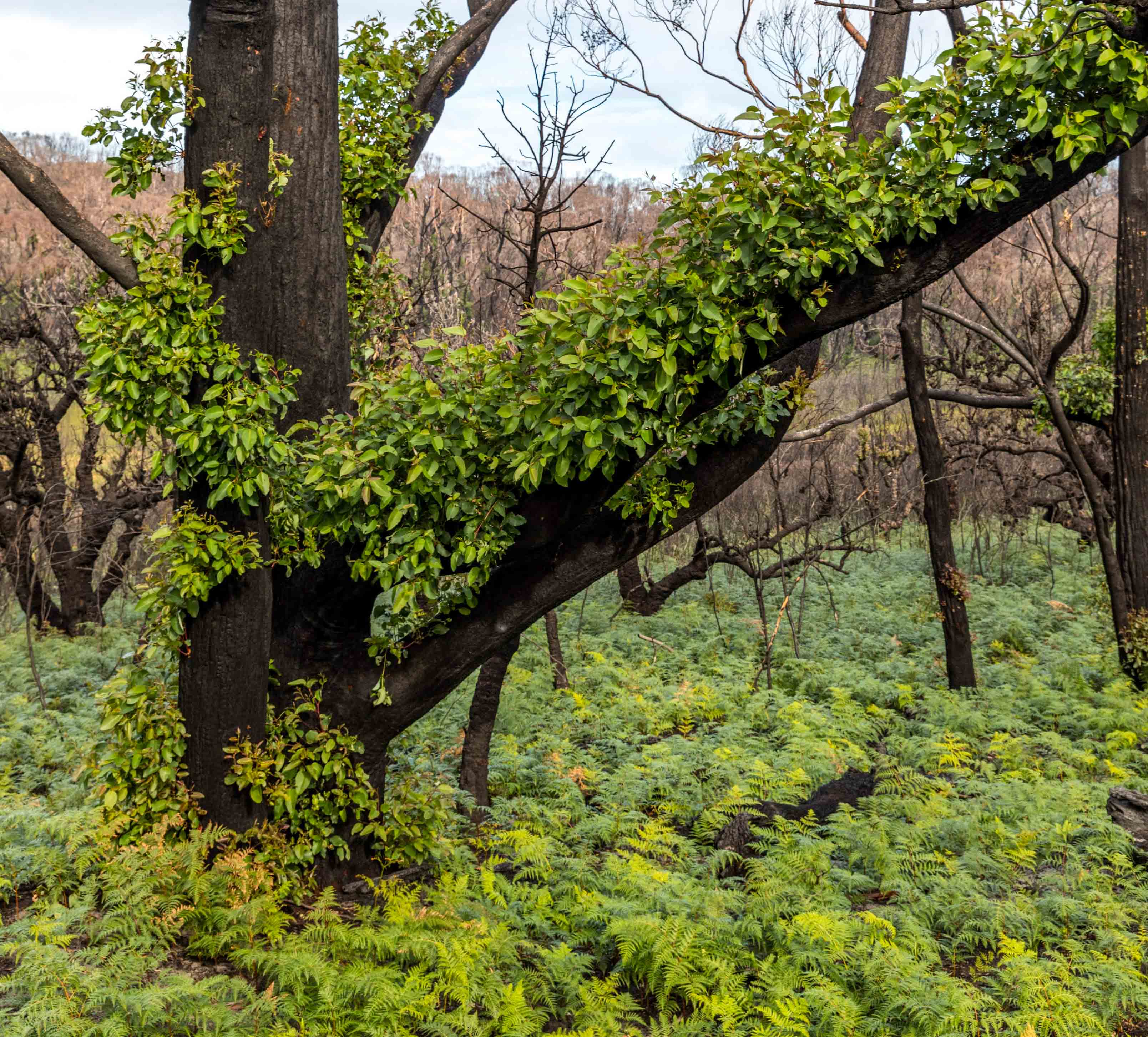 Regrowth after a bushfire