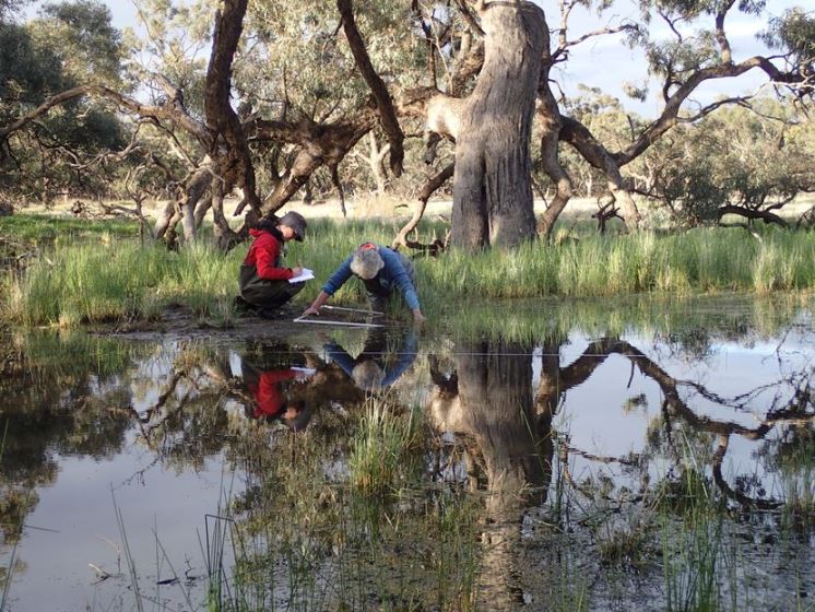 Measuring vegetation growth to assess responses to wetland watering