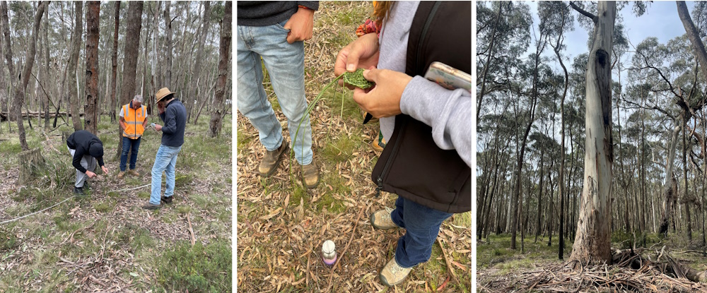 Wombat forest - collage, monitoring, weaving and large tree