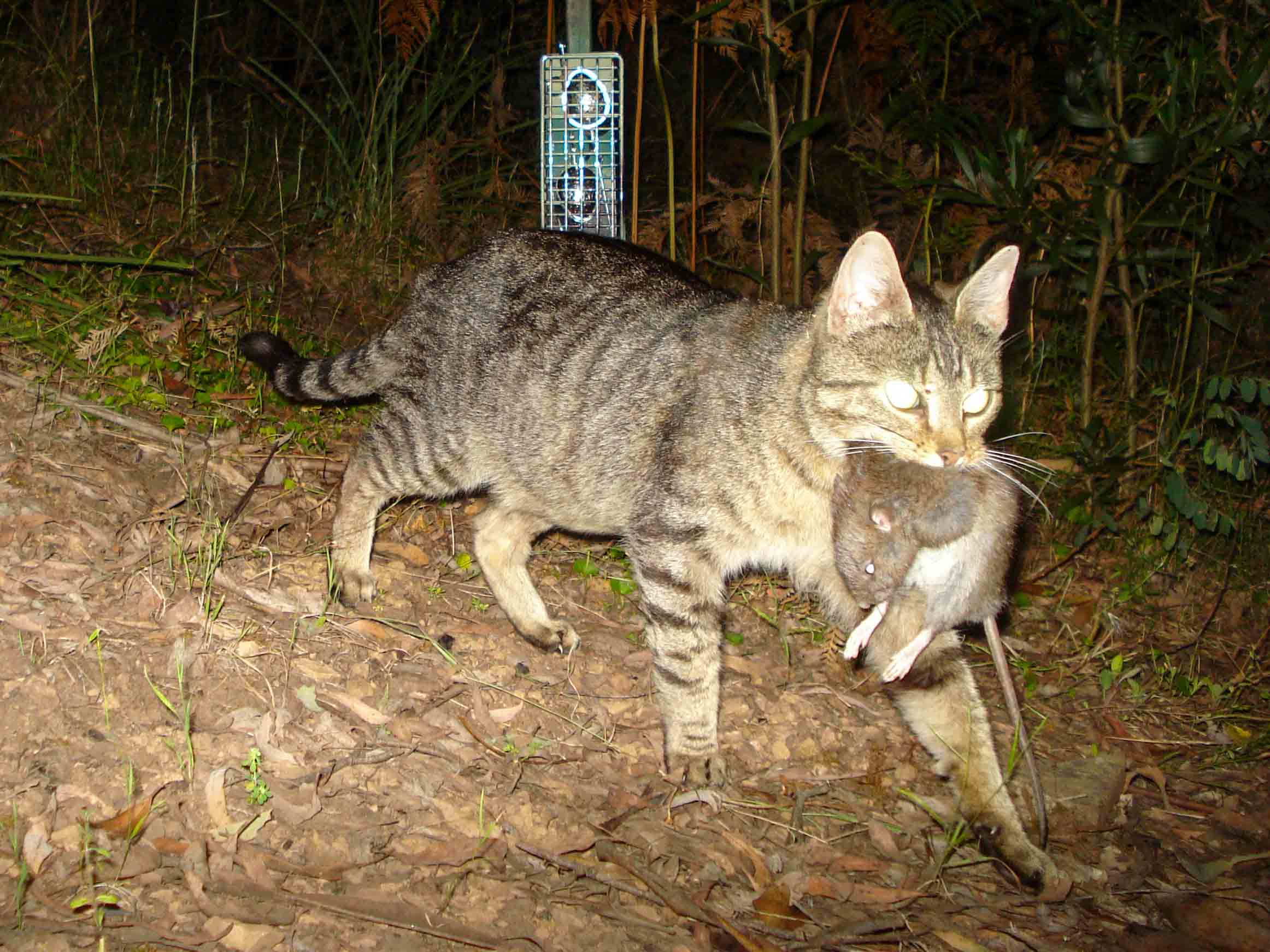 Cat captured on a camera trap with prey in mouth