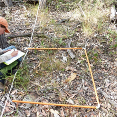 Researcher monitoring plants with plots