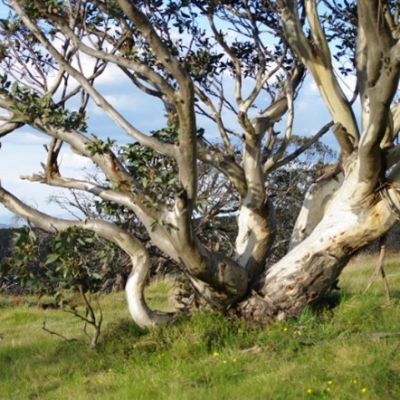 Snow gum in the high country