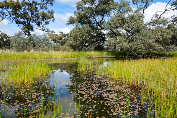 Wetland at Carapugna