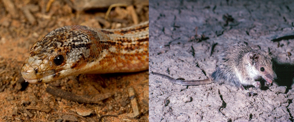 Hooded scaly-foot and giles planigale