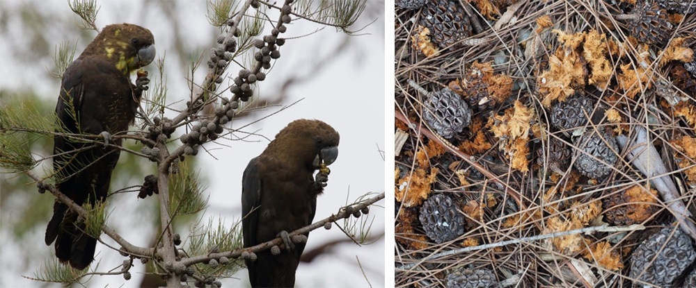 Glossy-Black-feeding and sheoak cones eaten