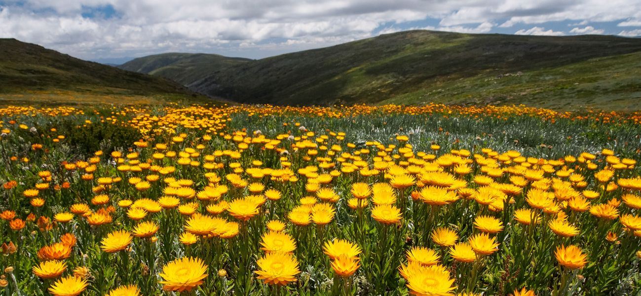 A field of Yellow Everlastings across the Bogong Highplains