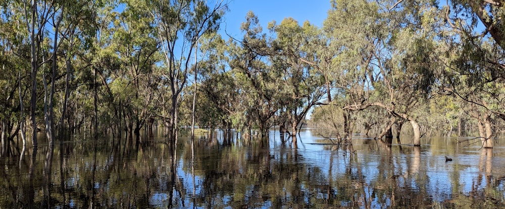 Flooded forest