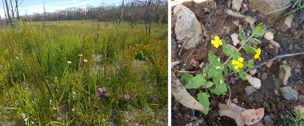 heathland Mallacoota and Goodenia heterophylla