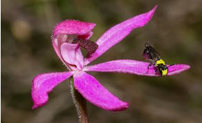 Black-tongued caladenia with insect