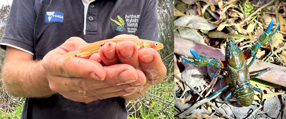 Galaxid in hand and endangered crayfish