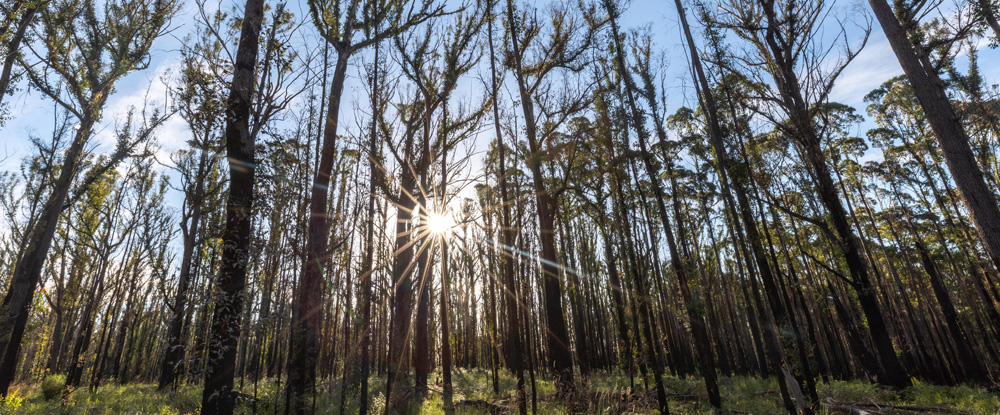 2019-20 bushfire regeneration