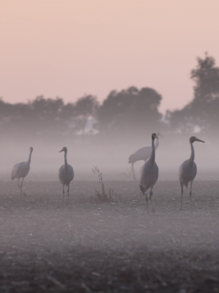 Brolga in the Mist