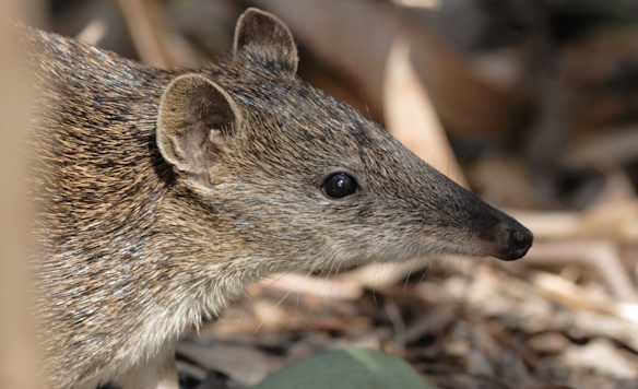 Southern Brown Bandicoot in Cranbourne Botanical Gardens - Peter Menkhorst