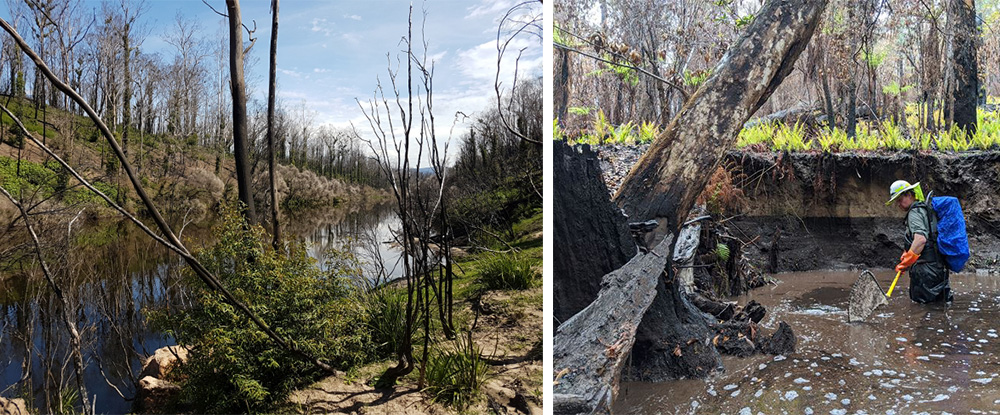 Genoa-River post fire and post fire aquatic surevy