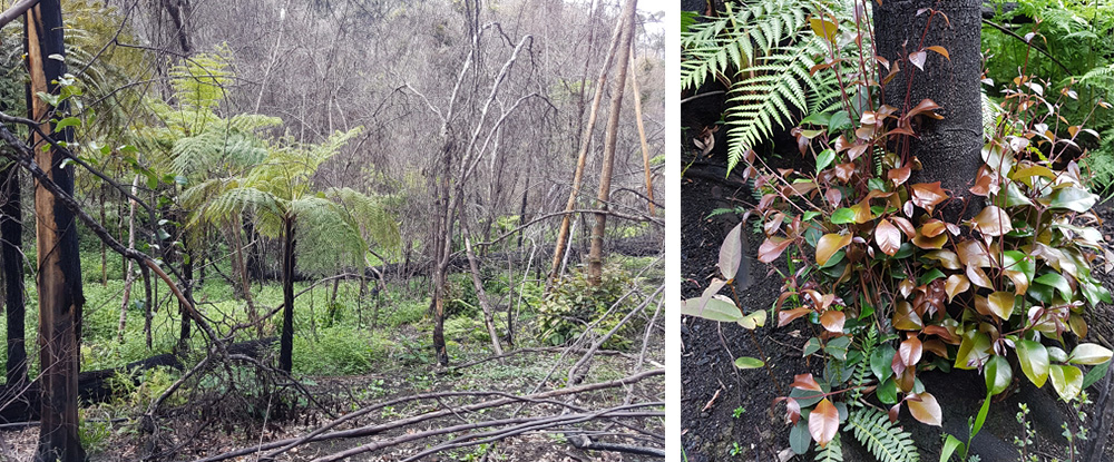 Warm-temperate rainforest and Sygygium-smithii