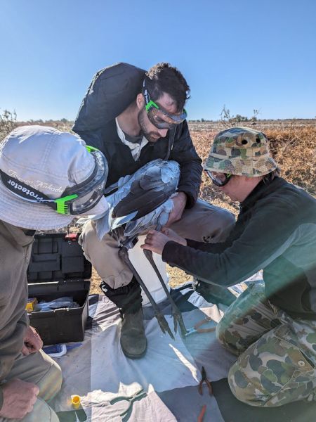 Researchers attaching a GPS tracker to a brolga