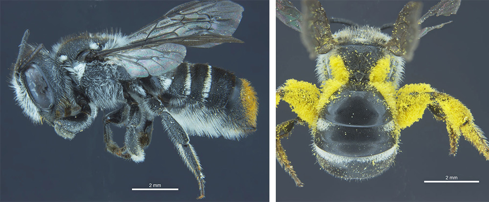 Megachile-bee and bee with pollen on legs