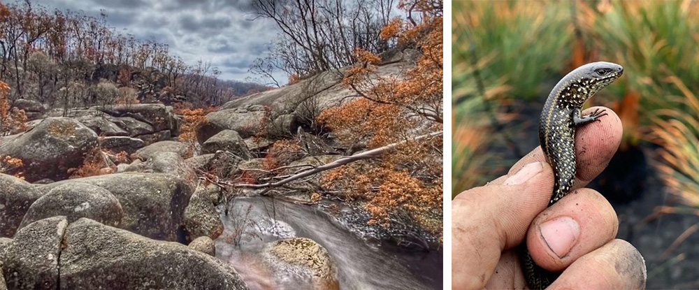 burnt landscape and swamp skink