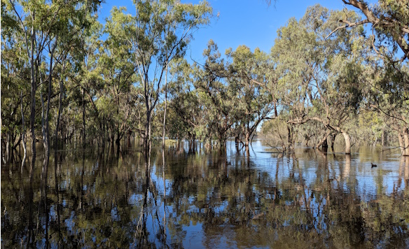 Flooded forest in 2022