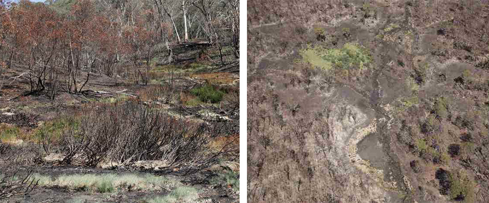 fire affected alpine-bogs_Davies Plain and Forlorn Hope