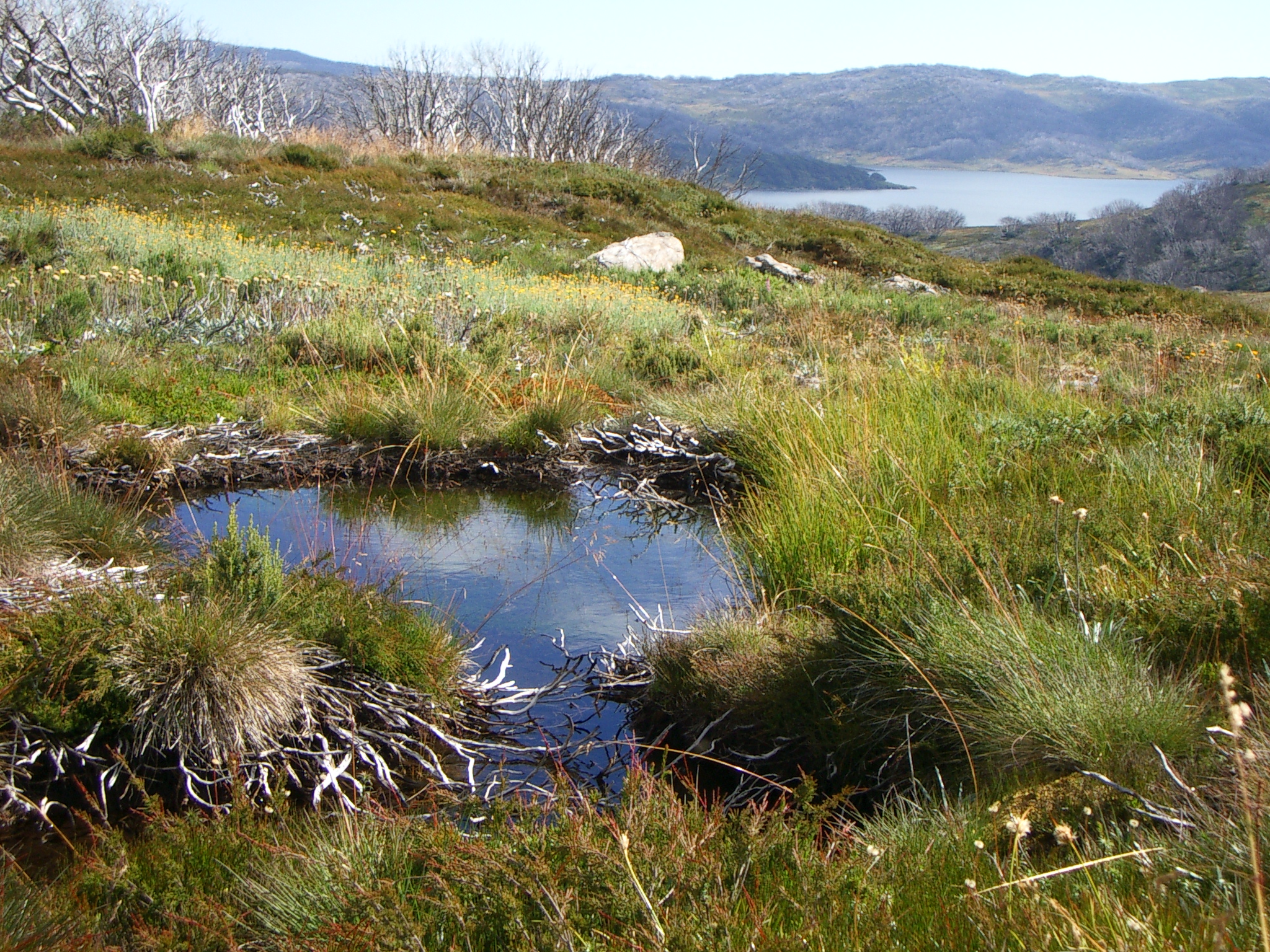 Alpine peatland in the high country